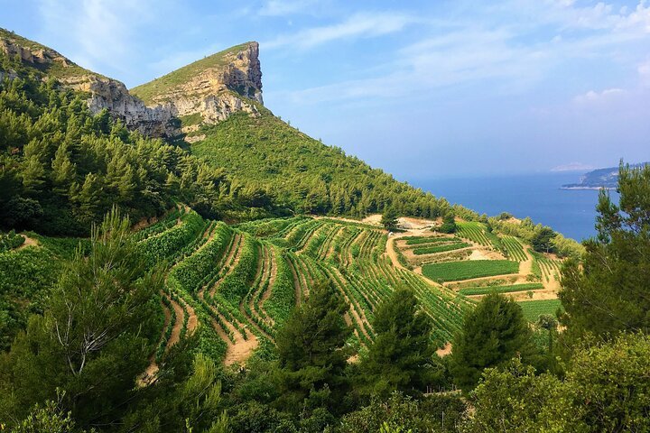 Vignes de l'appellation Bandol